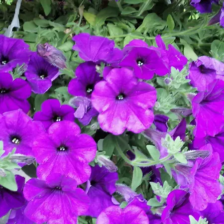 Kwatera prywatna Olimpijska